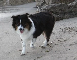 Buster am Strand 4